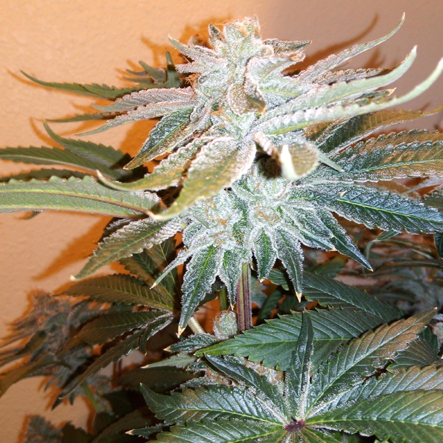 Original Sensible Seeds Purple Punch Cookies Image 5